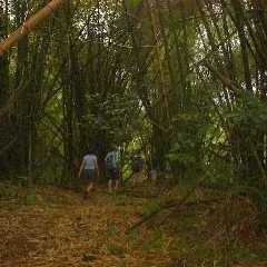 wandern durch bambus waelder