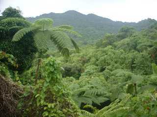 Foresta pluviale