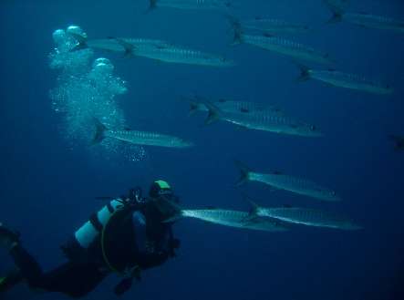 Fiji Diving