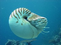 chambered_nautilus