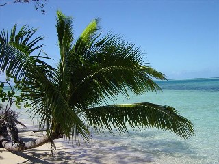 palmtree