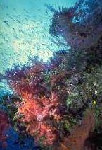 soft coral and marine life