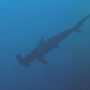 scalloped hammerhead