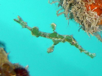 ghost pipefish