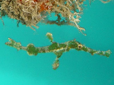 ghost pipefish