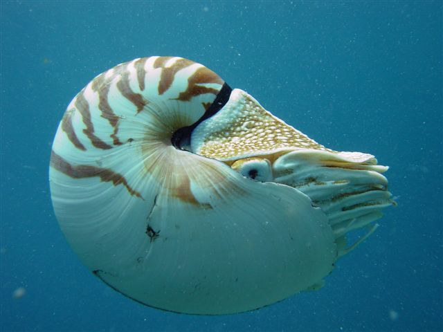 Nautilus, Fiji