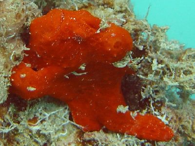 painted frogfish, levuka pier