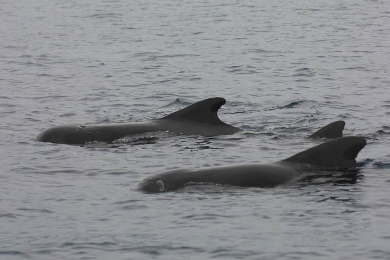 short finned pilot whales 