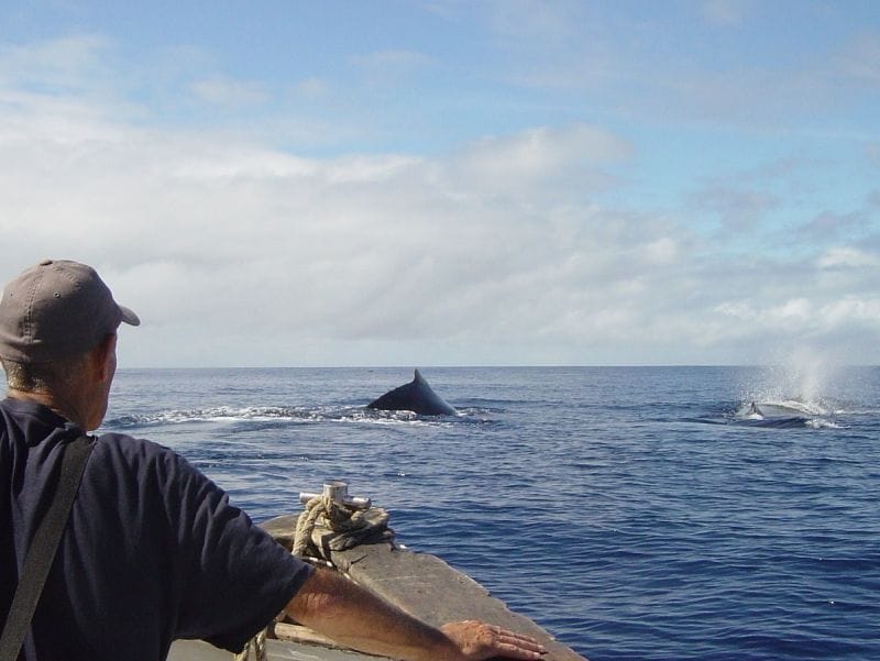 Whale And Dolphin Watching Guidelines Whale And Dolphin Watching Guidelines