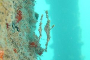 Ghost pipefish in Fiji