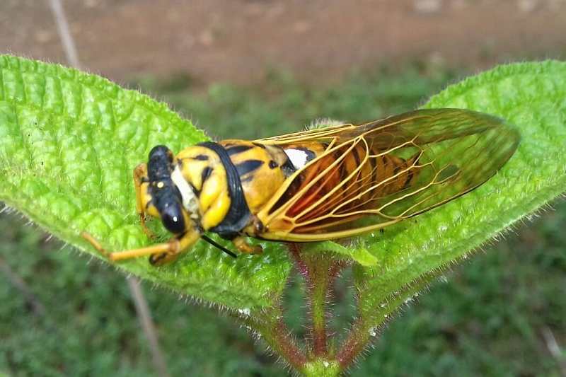 Fijian cicada Raiateana knowlesi