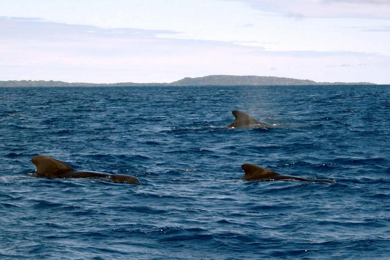 pilot whales fiji