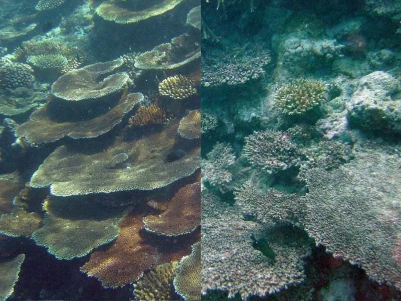 healthy vs bleached coral