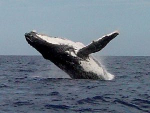 humpback whales in fiji