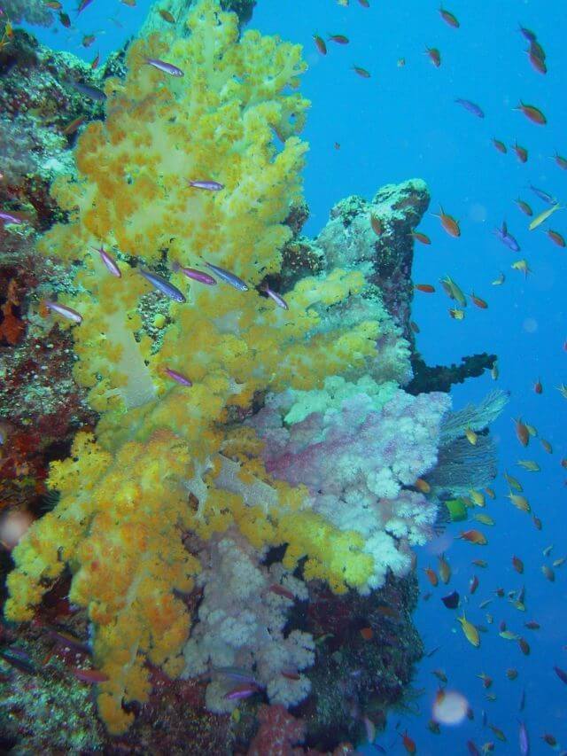 fiji soft coral