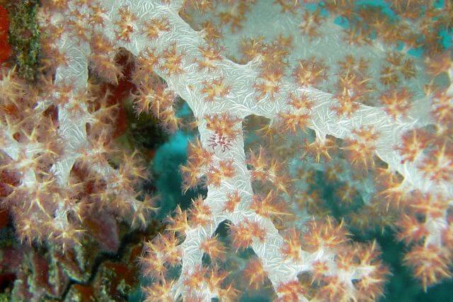 critters hide in fiji soft coral