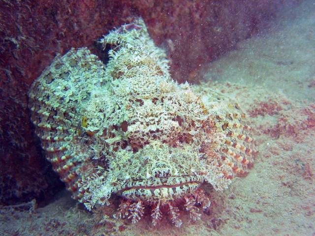 Scorpionfish Fiji